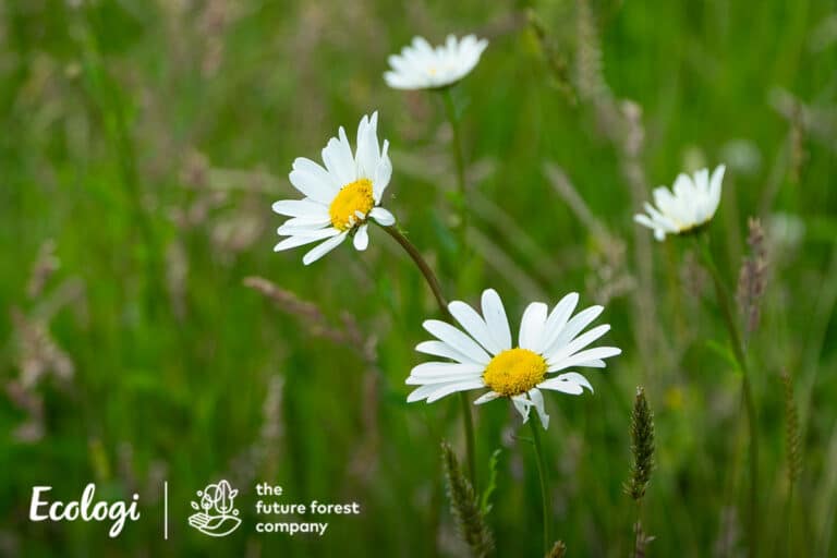 Ecologi sitevisit imagery ffc brisbanemains 1200x800 09