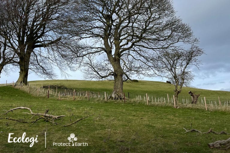 Ffc 1200x800 protectearth uk wales nannerch flintshire 01